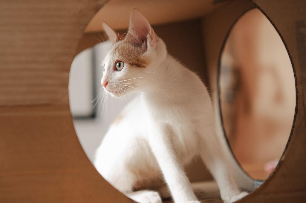 animal, cat, mammal, kitten, nature, pet, kitty, domestic, adorable, portrait, whiskers